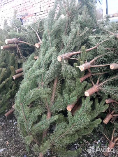 Сосна оптом