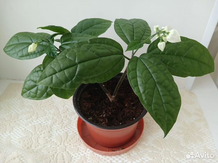 Клеродендрум томсона