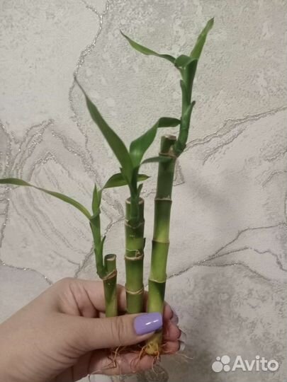 Бамбук лаки