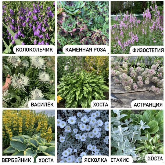 Многолетние цветы