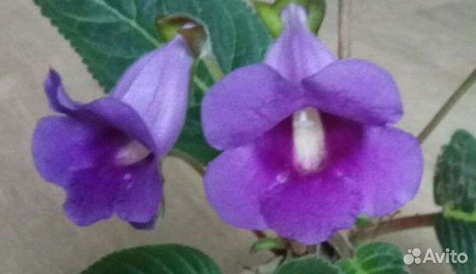 Цветы разные (часть 2) и семена адениума