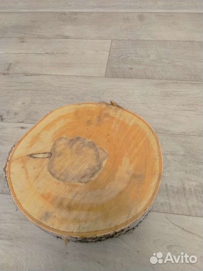 Спилы березы