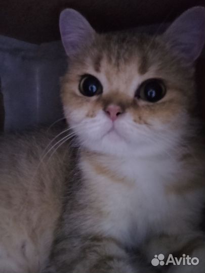 Кошка шотландка