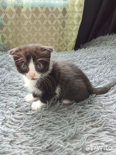 Кошечка в добрые руки