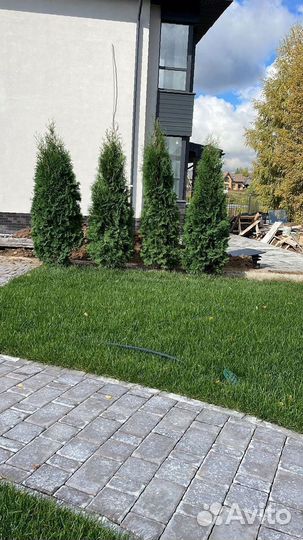 Туя Смарагд 200 см