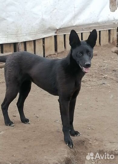 Ищут дом собаки