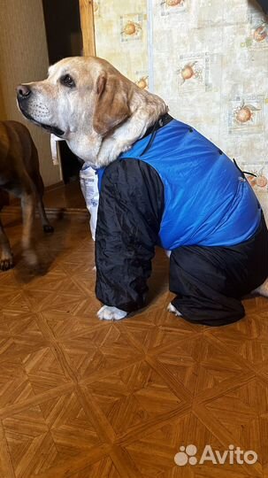 Комбинезон для собаки