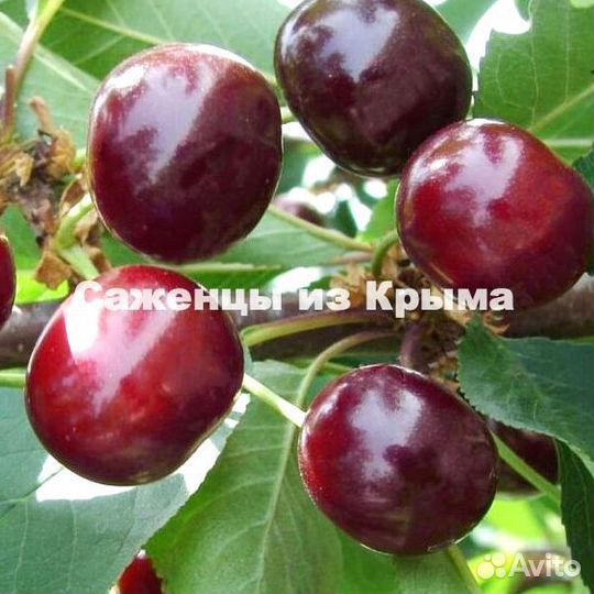 Саженцы Вишни Шалунья