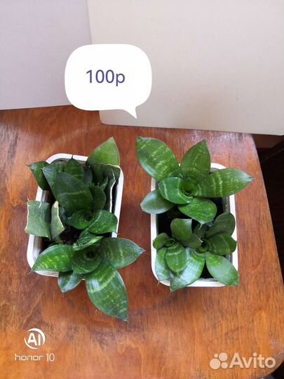 Сансевиерия разная