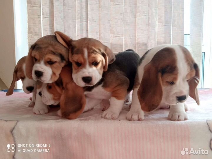 Щенки бигль РКФ