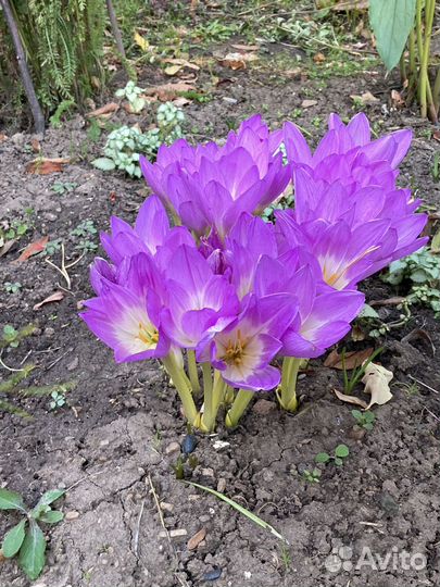 Безвременник