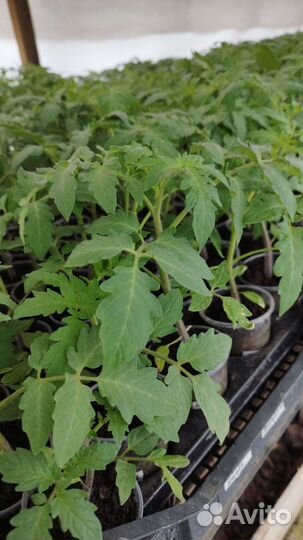 Рассада помидор и перцев, баклажаны. Доставка