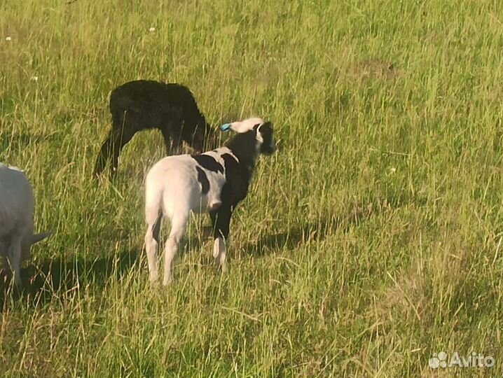 Ягнята: дорпер и катумские