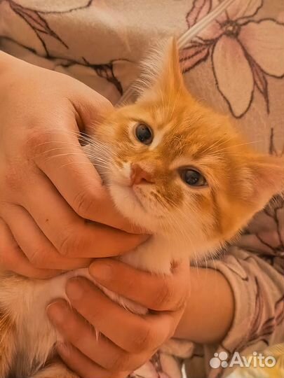 Отдам кошечку в добрые руки