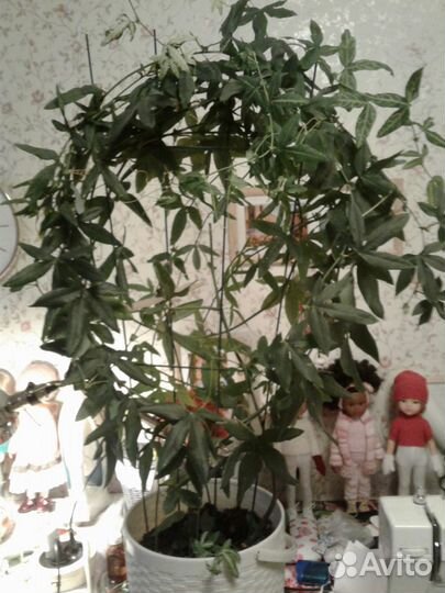 Пассифлора