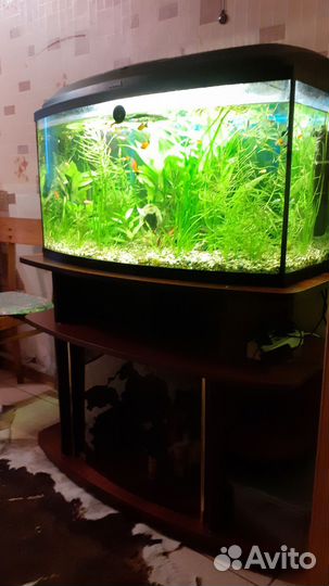 Аквариум