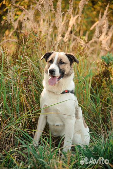 Шалли, плюшевый мишка, ищет дом