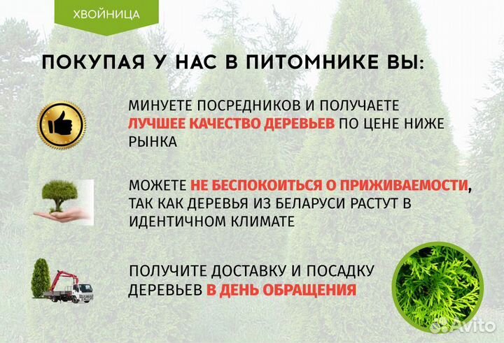 Туя Брабант 1,5 м,Смарагд,Колумна