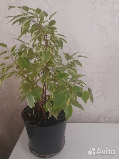 Фикус бенджамина