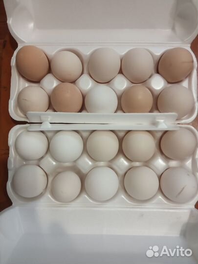 Инкубационное яйцо