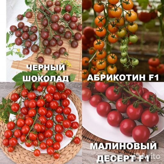 Рассада томатов, черри, огурцов, баклажан, перец