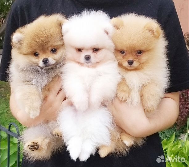Мальчики Померанский шпиц