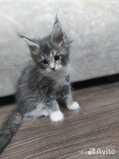 Котята мейн-кун