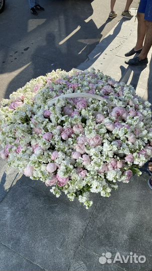 Пионы розы премиум Доставка Цветов 24/7