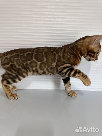 Бенгальские котята