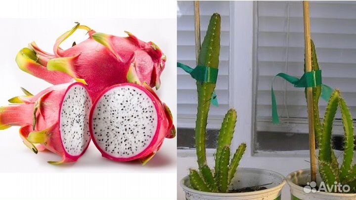 Ростки питахайя