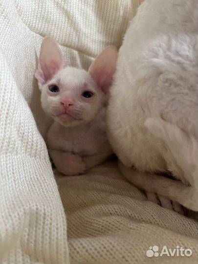 Котята корниш-рекс