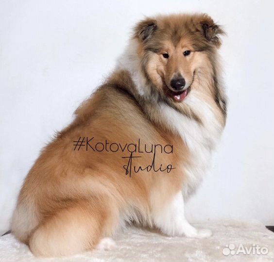 Груминг собак и кошек и зоотакси