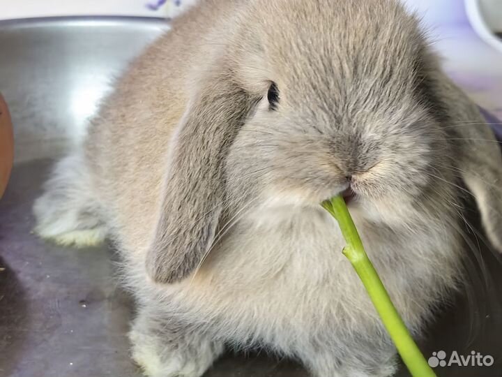 Декоративный, карликовый кролик минилоп, малыши