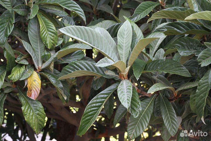 Мушмула японская (локва), ящиком сеянцы