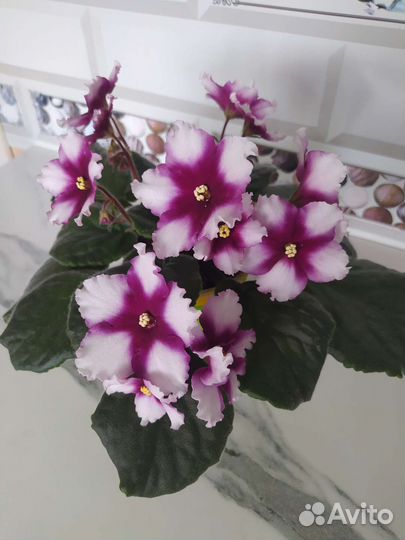 Сортовые фиалки