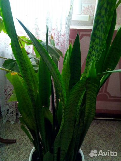 Сансевиерия (тёщин язык)