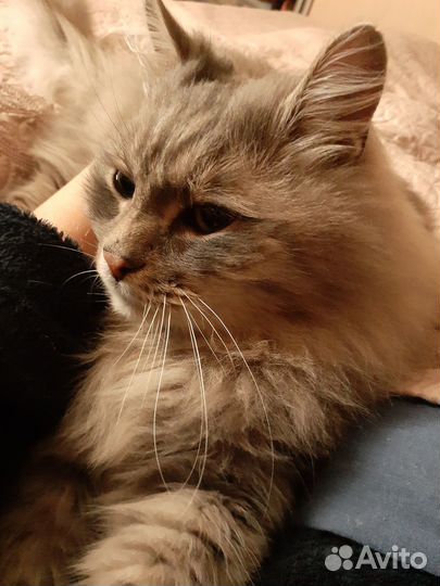 Сибирский кот в добрые руки