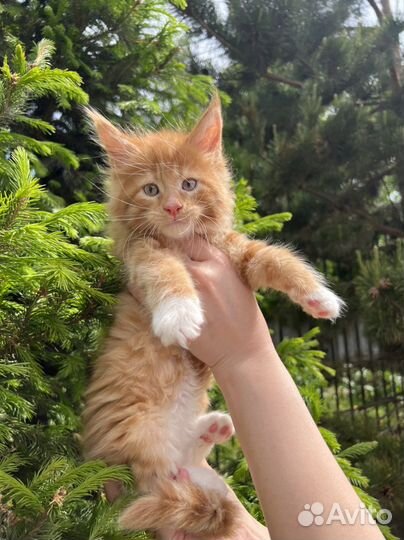 Котята мейн-кун