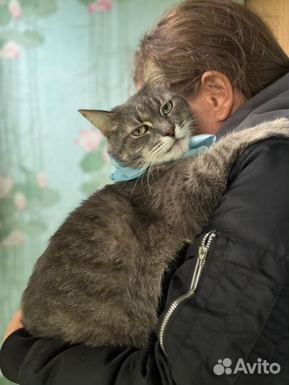 Кот Поль в добрые руки