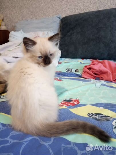 Котенок мальчик