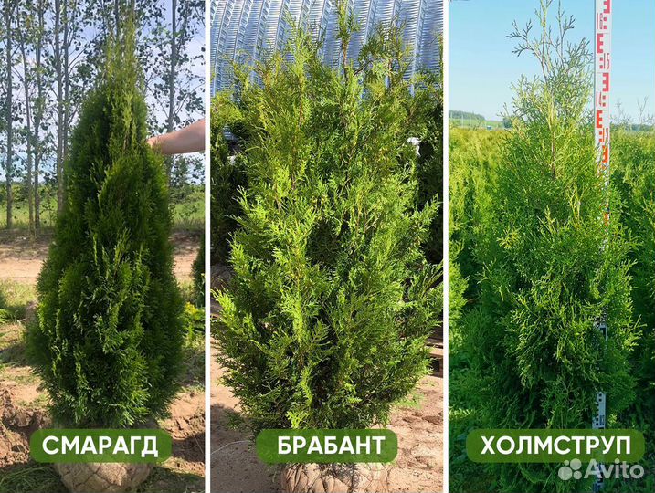 Туя Смарагд, Брабант, Холмструп. Туи пирамидальные
