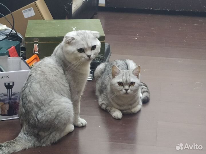 Кошка