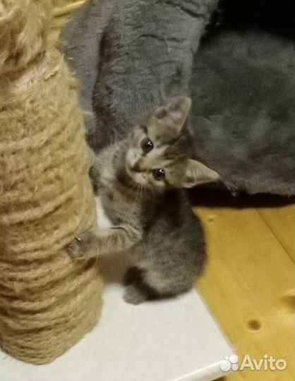 Котята табби