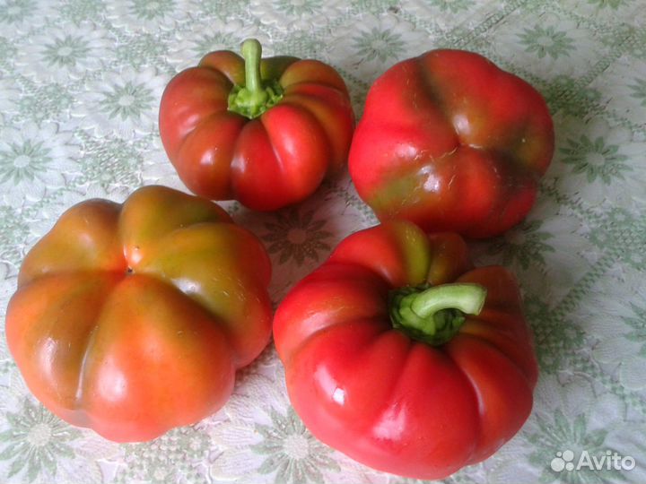 Семена сладкого перца