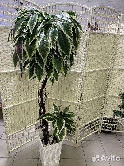 Манго дерево