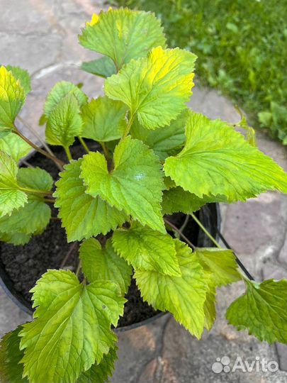 Колокольчик