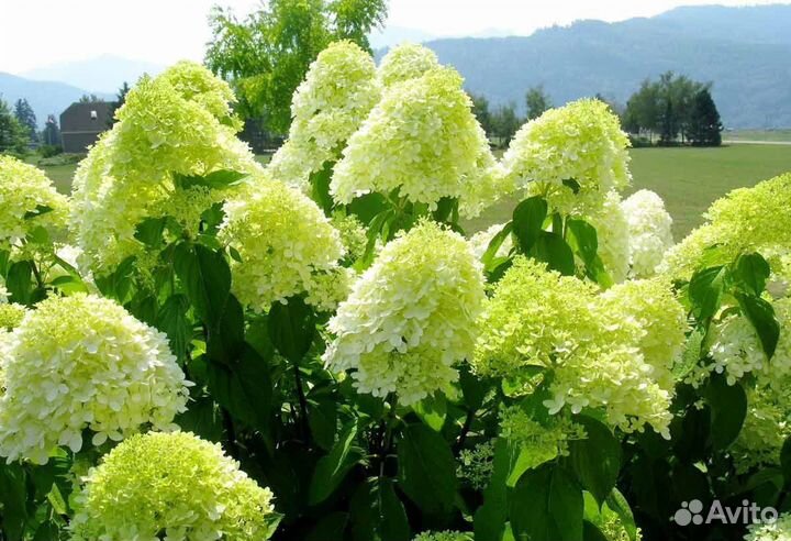 Гортензия метельчатая