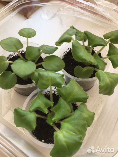 Фиалки детки