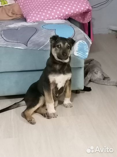 Собака в добрые руки отдам бесплатно