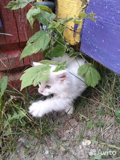 Котёнок белый
